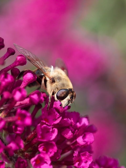 Free download muckbee fly macro insect free picture to be edited with GIMP free online image editor