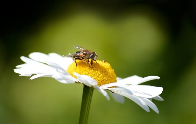 Free download muckbee mud bee free picture to be edited with GIMP free online image editor