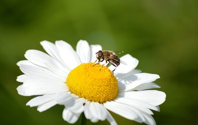 Free download muckbee mud bee drone fly free picture to be edited with GIMP free online image editor