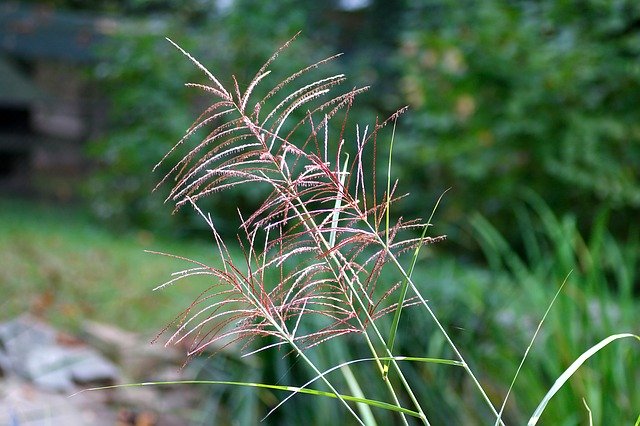 Free download Muhly Grass Muhlenbergia Pink -  free photo or picture to be edited with GIMP online image editor