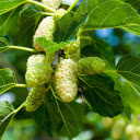 Mulberry Tree  screen for extension Chrome web store in OffiDocs Chromium