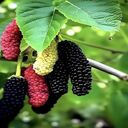 mulberry tree wallpaper  screen for extension Chrome web store in OffiDocs Chromium
