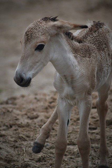 സൗജന്യ ഡൗൺലോഡ് Mule Foal Zoo - GIMP ഓൺലൈൻ ഇമേജ് എഡിറ്റർ ഉപയോഗിച്ച് എഡിറ്റ് ചെയ്യേണ്ട സൗജന്യ ഫോട്ടോയോ ചിത്രമോ