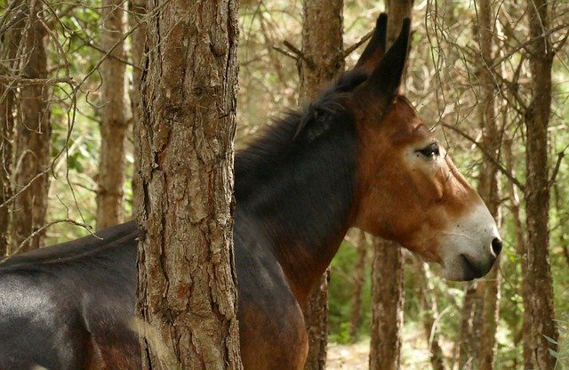 Free picture Mule In The Forest -  to be edited by GIMP free image editor by OffiDocs