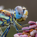 Multicolored dragonfly  screen for extension Chrome web store in OffiDocs Chromium