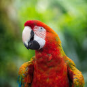 Multicolored parrot  screen for extension Chrome web store in OffiDocs Chromium Multicolored parrot  screen for extension Chrome web store in OffiDocs Chromium