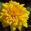 Multi petaled flower  screen for extension Chrome web store in OffiDocs Chromium