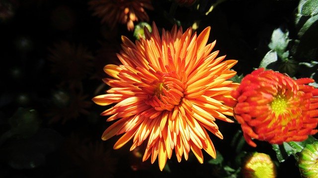 Unduh gratis Mum Flower Orange - foto atau gambar gratis untuk diedit dengan editor gambar online GIMP