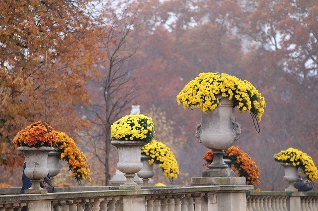 Free download Mums Flower Pots Stone Plants -  free photo or picture to be edited with GIMP online image editor