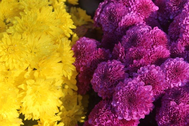 Free download Mums Purple Yellow -  free photo or picture to be edited with GIMP online image editor
