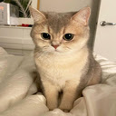 Munchkin cat wallpaper  screen for extension Chrome web store in OffiDocs Chromium