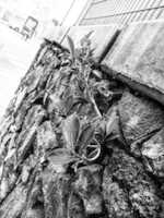 Free download Mundo gris. free photo or picture to be edited with GIMP online image editor