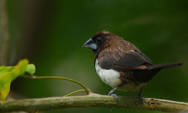 Free download munia swan bird waterfowl free picture to be edited with GIMP free online image editor