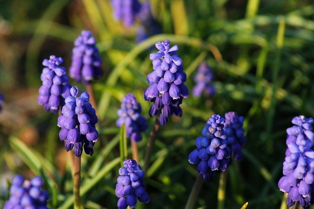 免费下载 Muscari Blue Purple - 使用 GIMP 在线图像编辑器编辑的免费照片或图片