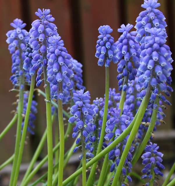 Free download Muscari Grape Hyacinth Flower -  free photo or picture to be edited with GIMP online image editor