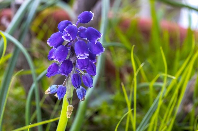 Free download Muscari Neglectum Flower Bloom -  free photo or picture to be edited with GIMP online image editor