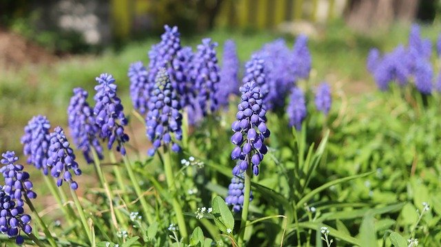 Free download Muscat And Grape Hyacinth -  free photo or picture to be edited with GIMP online image editor