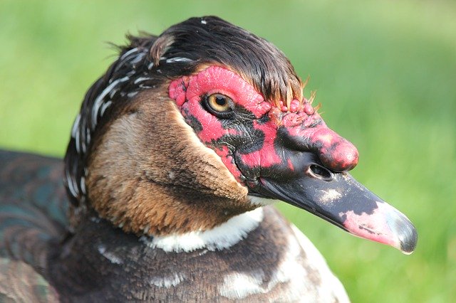 Descărcare gratuită Moscovy Duck Bird - fotografie sau imagini gratuite pentru a fi editate cu editorul de imagini online GIMP