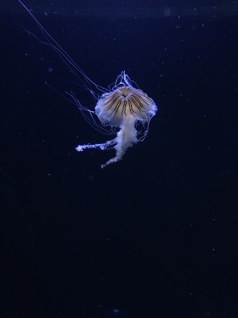 Free picture Museum Jellyfish -  to be edited by GIMP free image editor by OffiDocs