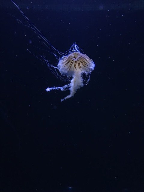 Free download Museum Jellyfish -  free photo or picture to be edited with GIMP online image editor