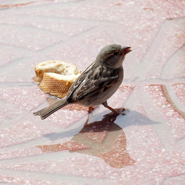 تنزيل Mus Homester Bird مجانًا - صورة مجانية أو صورة لتحريرها باستخدام محرر الصور عبر الإنترنت GIMP
