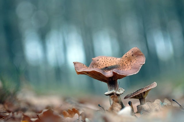 Free download mushroom alder nature autumn free picture to be edited with GIMP free online image editor