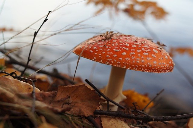 Free download Mushroom Amanita Autumn -  free photo or picture to be edited with GIMP online image editor