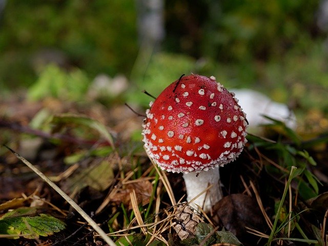 Скачать бесплатно Mushroom Amanita Forest - бесплатное фото или изображение для редактирования с помощью онлайн-редактора GIMP