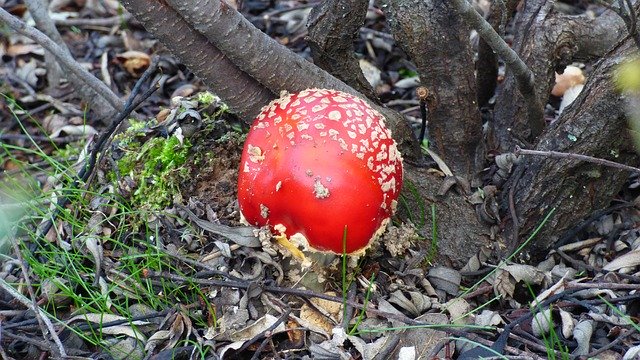 Free download Mushroom Amanita Muscaria -  free photo or picture to be edited with GIMP online image editor