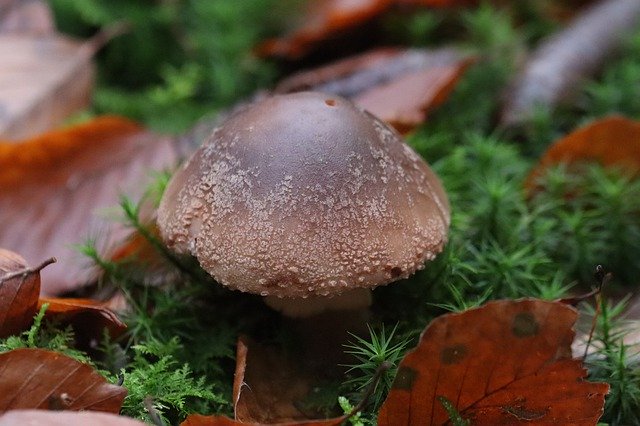 Muat turun percuma Mushroom Amanita Nature - foto atau gambar percuma percuma untuk diedit dengan editor imej dalam talian GIMP