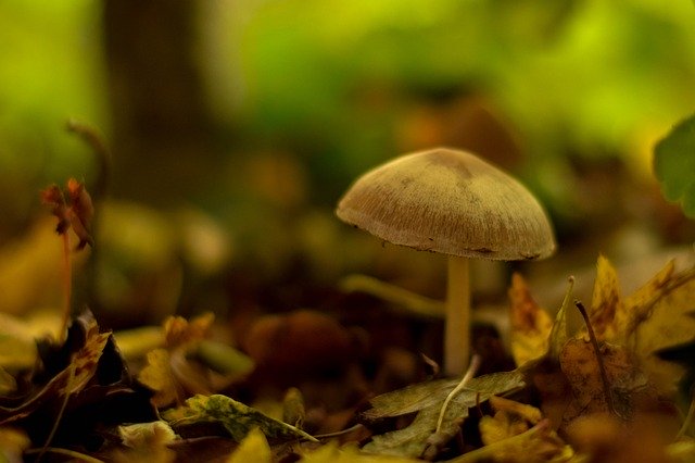 Gratis download Mushroom Autumn - gratis foto of afbeelding om te bewerken met GIMP online afbeeldingseditor