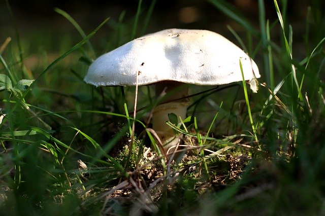 Free download Mushroom Autumn Close Up -  free photo or picture to be edited with GIMP online image editor