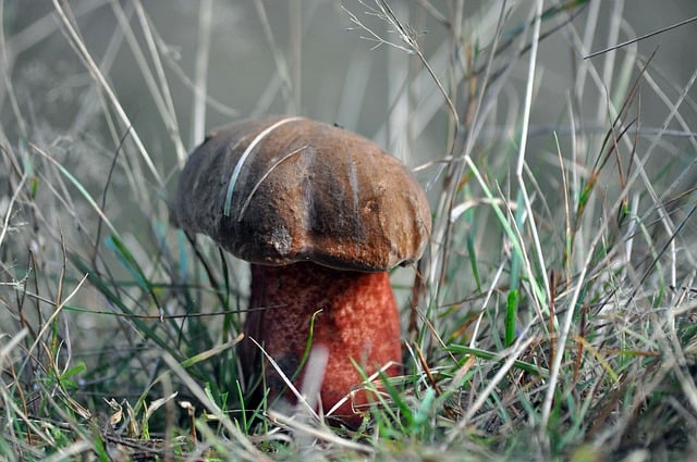Free download mushroom autumn forest nature free picture to be edited with GIMP free online image editor