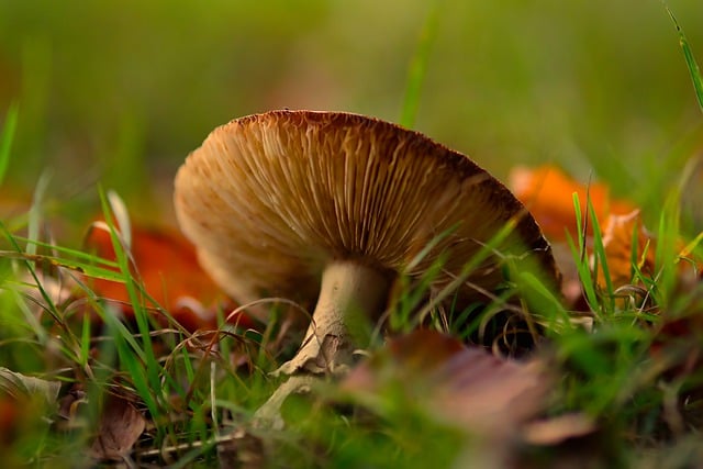 Free download mushroom autumn grass meadow free picture to be edited with GIMP free online image editor