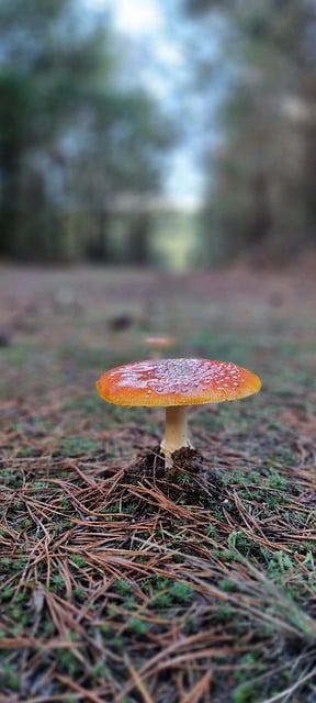 Free download mushroom autumn leaves fall free picture to be edited with GIMP free online image editor