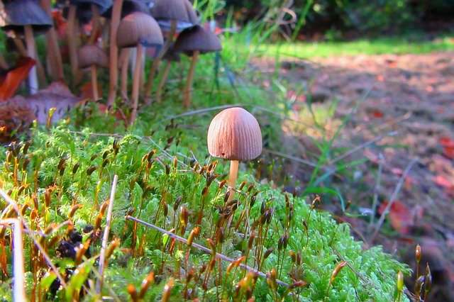 Scarica gratuitamente Mushroom Autumn Moss Forest: foto o immagine gratuita da modificare con l'editor di immagini online GIMP