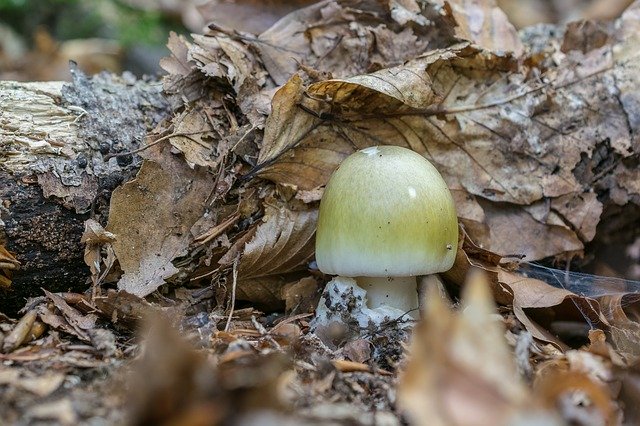 Free download Mushroom Autumn Nature -  free photo or picture to be edited with GIMP online image editor