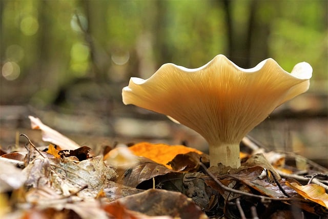 Free download mushroom autumn nature forest free picture to be edited with GIMP free online image editor