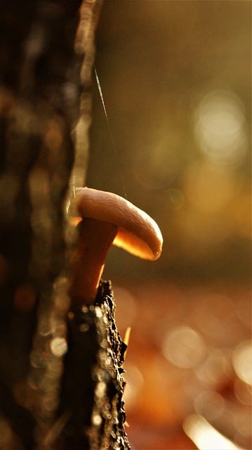 Free download mushroom autumn nature photography free picture to be edited with GIMP free online image editor