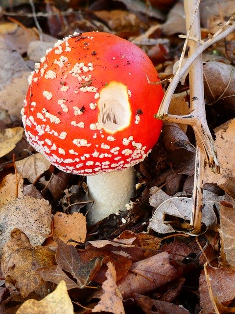 Free download Mushroom Autumn Red-White -  free photo or picture to be edited with GIMP online image editor