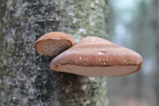 Unduh gratis Mushroom Autumn Tree Fall - foto atau gambar gratis untuk diedit dengan editor gambar online GIMP