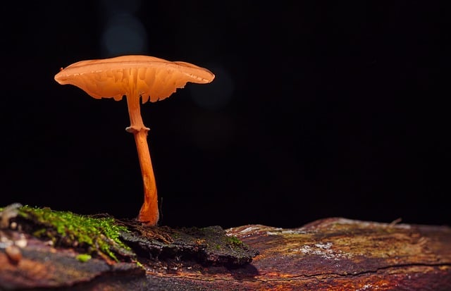 Free download mushroom beech slime root free picture to be edited with GIMP free online image editor