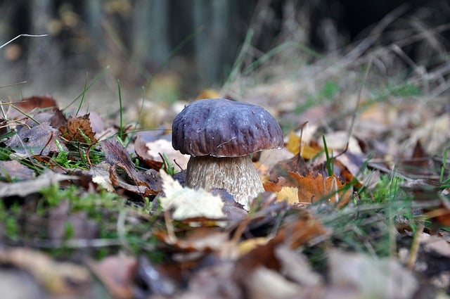 Free download mushroom boletus edulis grass free picture to be edited with GIMP free online image editor