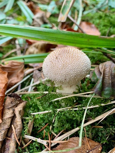 Free download Mushroom Bottle Bovist Umbrinum -  free free photo or picture to be edited with GIMP online image editor