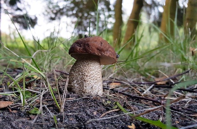 Kostenloser Download Mushroom Chestnut Boletus Edible - kostenloses Foto oder Bild zur Bearbeitung mit GIMP Online-Bildbearbeitung