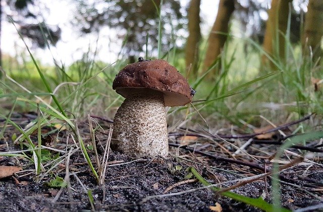 Free download Mushroom Chestnut Boletus Edible -  free photo or picture to be edited with GIMP online image editor