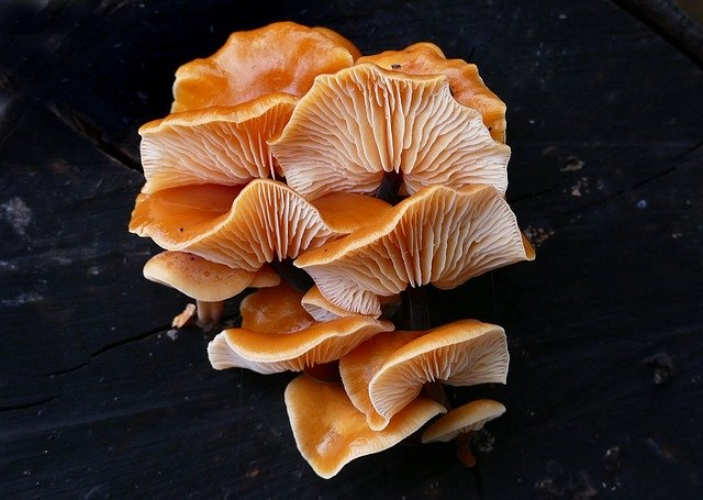 Free download Mushroom Close Up Flammulina -  free photo or picture to be edited with GIMP online image editor