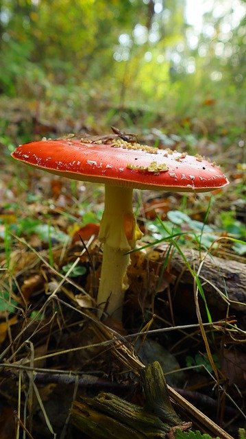 Free download Mushroom Close Up Forest -  free photo or picture to be edited with GIMP online image editor