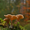 Mushroom cluster  screen for extension Chrome web store in OffiDocs Chromium