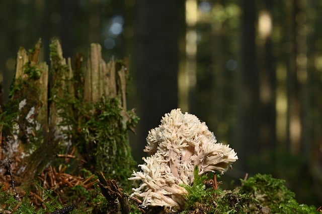 Free download mushroom coral fungus forest floor free picture to be edited with GIMP free online image editor